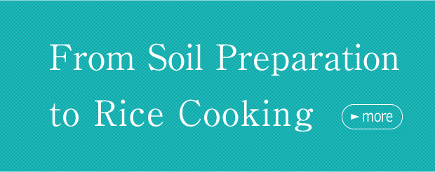 From Soil Preparation to Rice Cooking